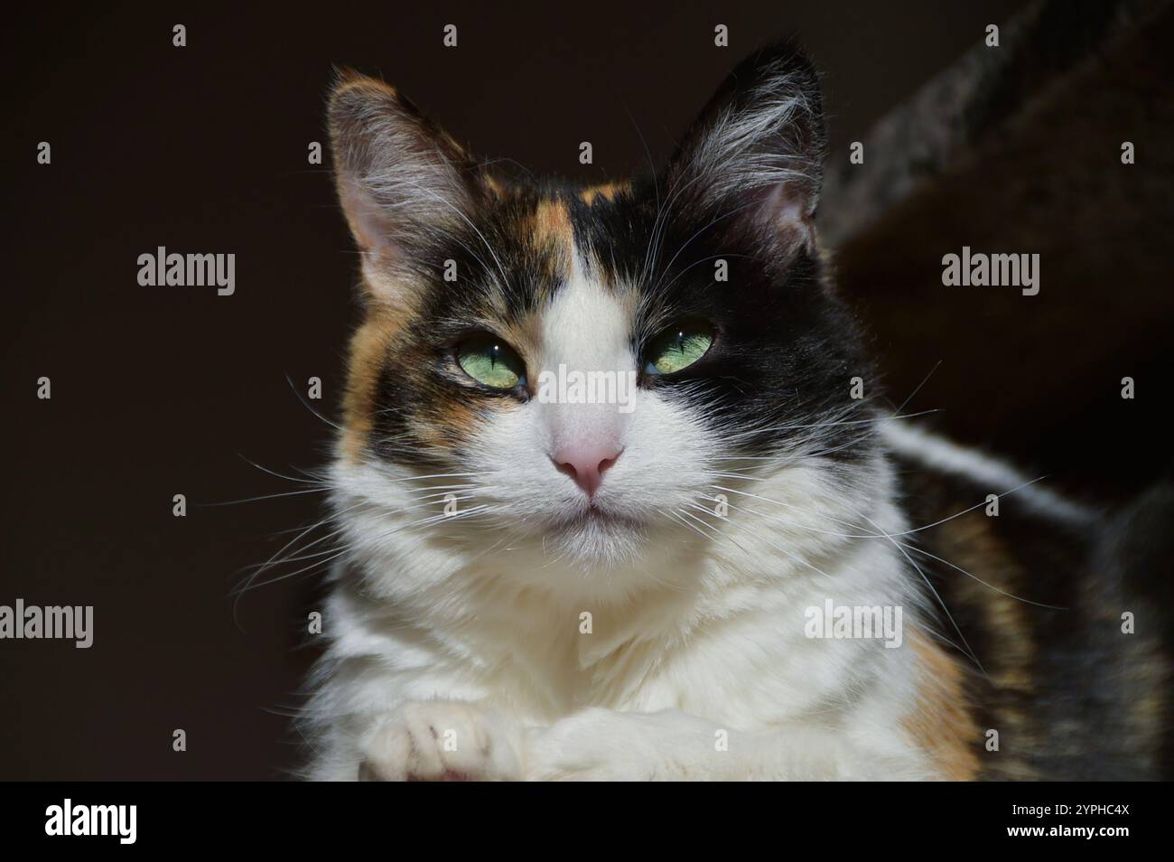 Gatto calico arancione, nero e bianco che giace sotto il sole in una giornata di sole autunnale in Colorado, Stati Uniti Foto Stock