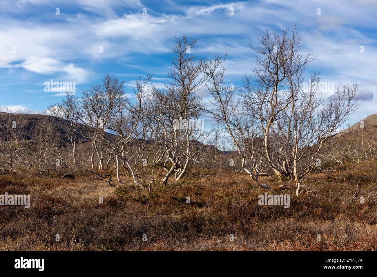 Betula nana, arbusti di betulla nana con rami secchi presso il canyon del fiume Jokulsa a Fjollum in Islanda. Foto Stock