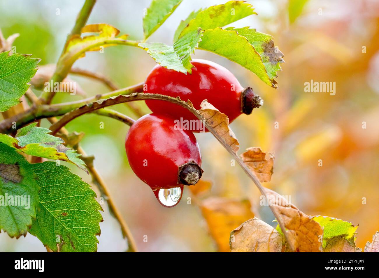 Dog Rose (rosa canina), primo piano che mostra una goccia d'acqua appesa al fondo di una rosa rossa brillante all'anca dell'arbusto in autunno. Foto Stock