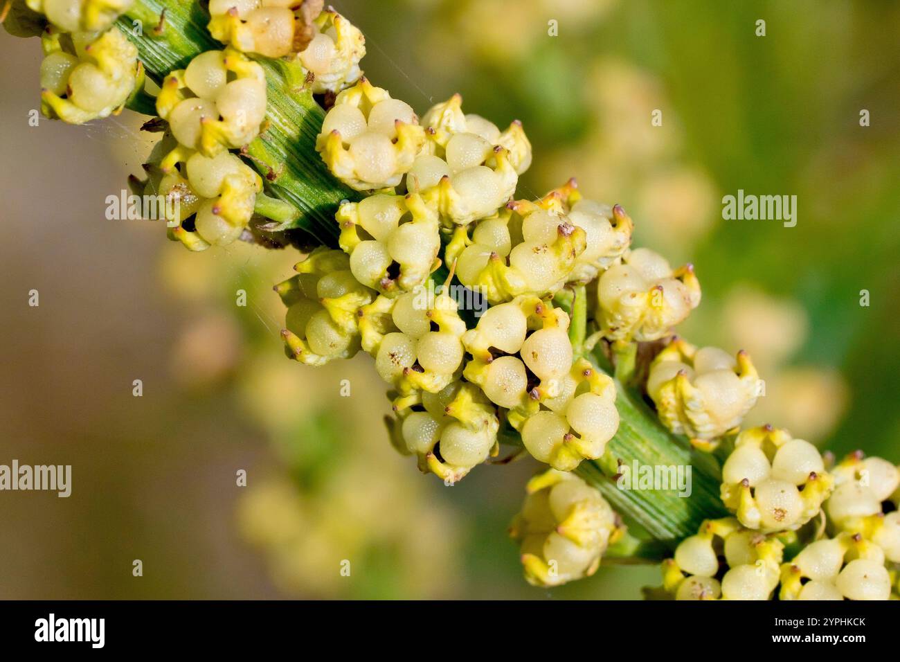 Weld or Dyer's Rocket (reseda luteola), in primo piano mostrando le cialde di semi o capsule della pianta. Foto Stock