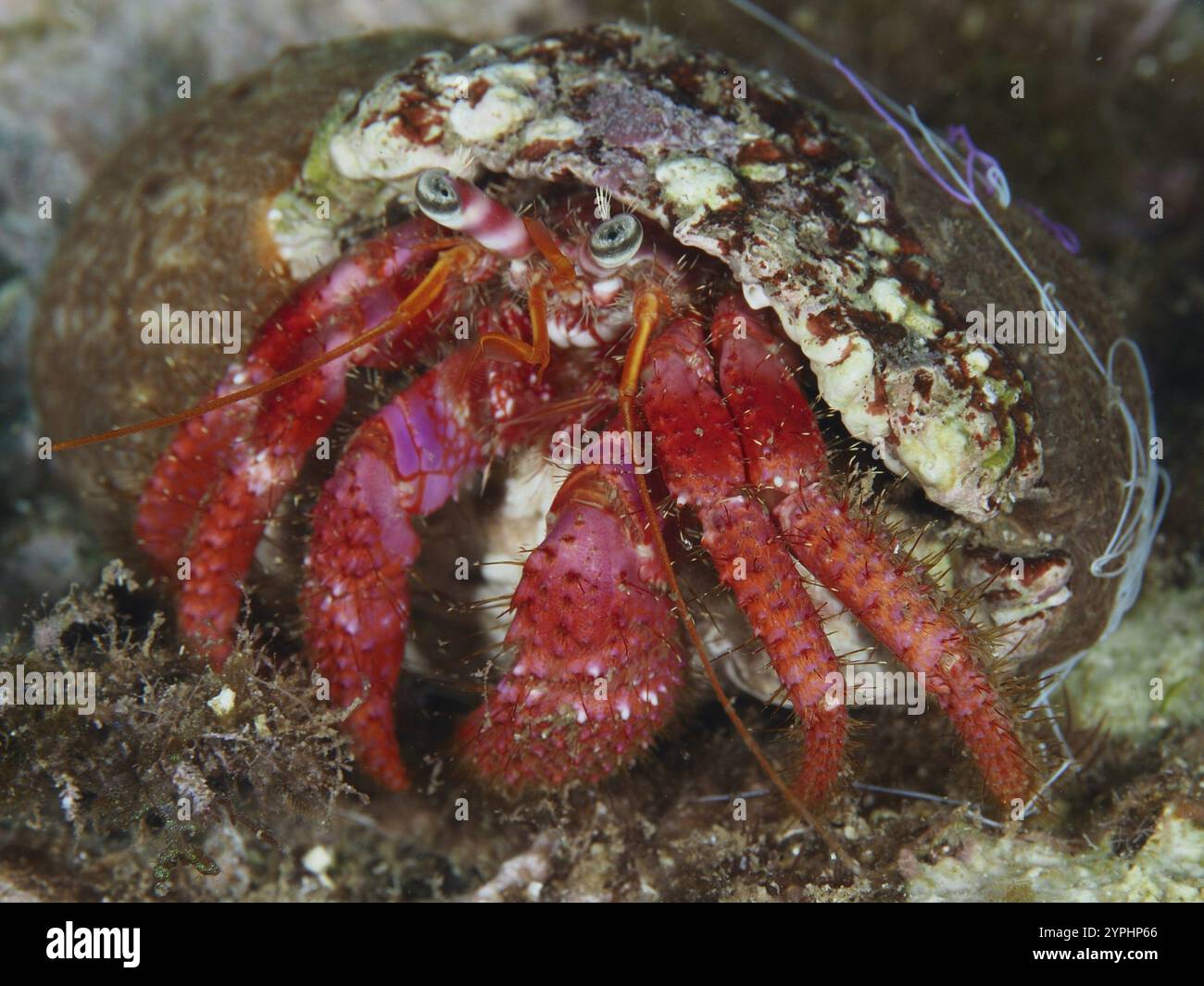 Granchio rosso eremita (Dardanus Calidus) in un guscio di lumaca sott'acqua nel Mar Mediterraneo vicino a Hyeres. Sito di immersione Les Grottes, penisola di Giens, provenzale Foto Stock