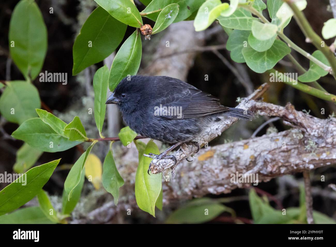 Small Ground Finch (Geospiza fuliginosa) - maschio - il più comune e diffuso dei fringuelli del Darwin nelle Galapagos Foto Stock