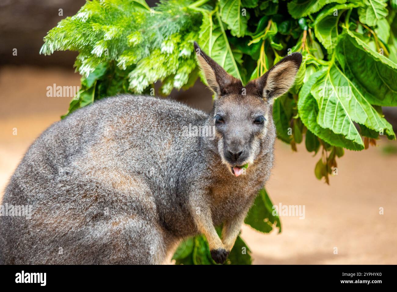 Un primo piano di un Wallaby in Australia accanto ad un albero e foglie. Foto Stock