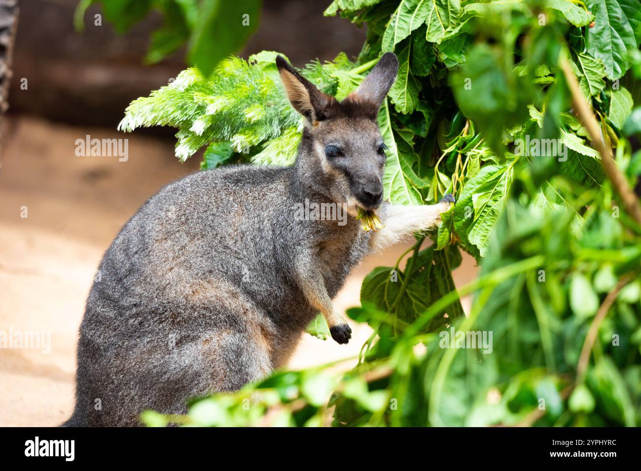 Un primo piano di un Wallaby in Australia che mangia accanto a un albero e foglie. Foto Stock