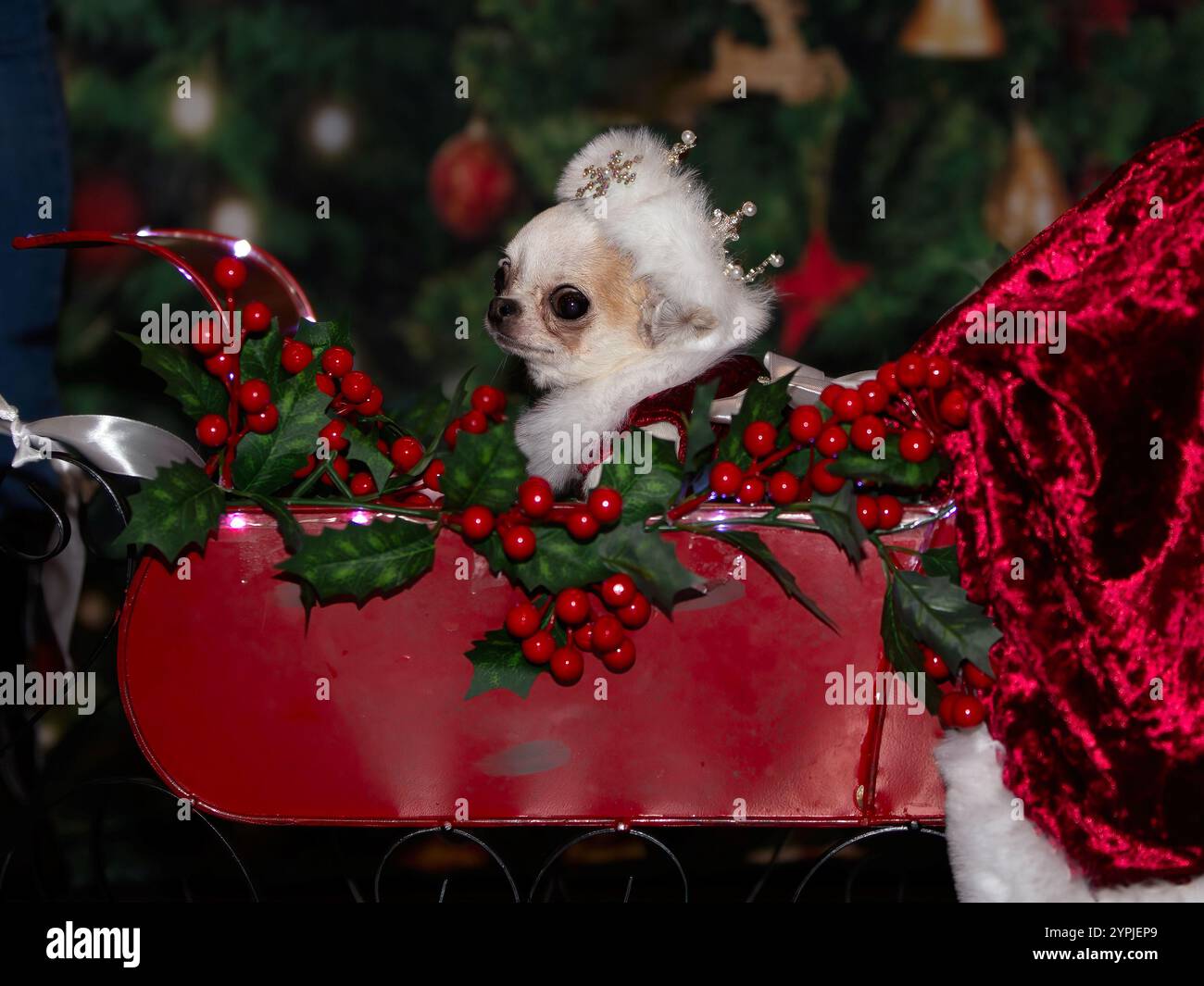 Newton Longville, Bucks, Regno Unito, 30 novembre 2024. Missy la Chihuahua nella sua slitta di Natale. Missi è di proprietà di Abi Deakin di Tamworth, ha 8 anni e pesa solo 900 grammi. Sue Thatcher/Alamy Live News Foto Stock