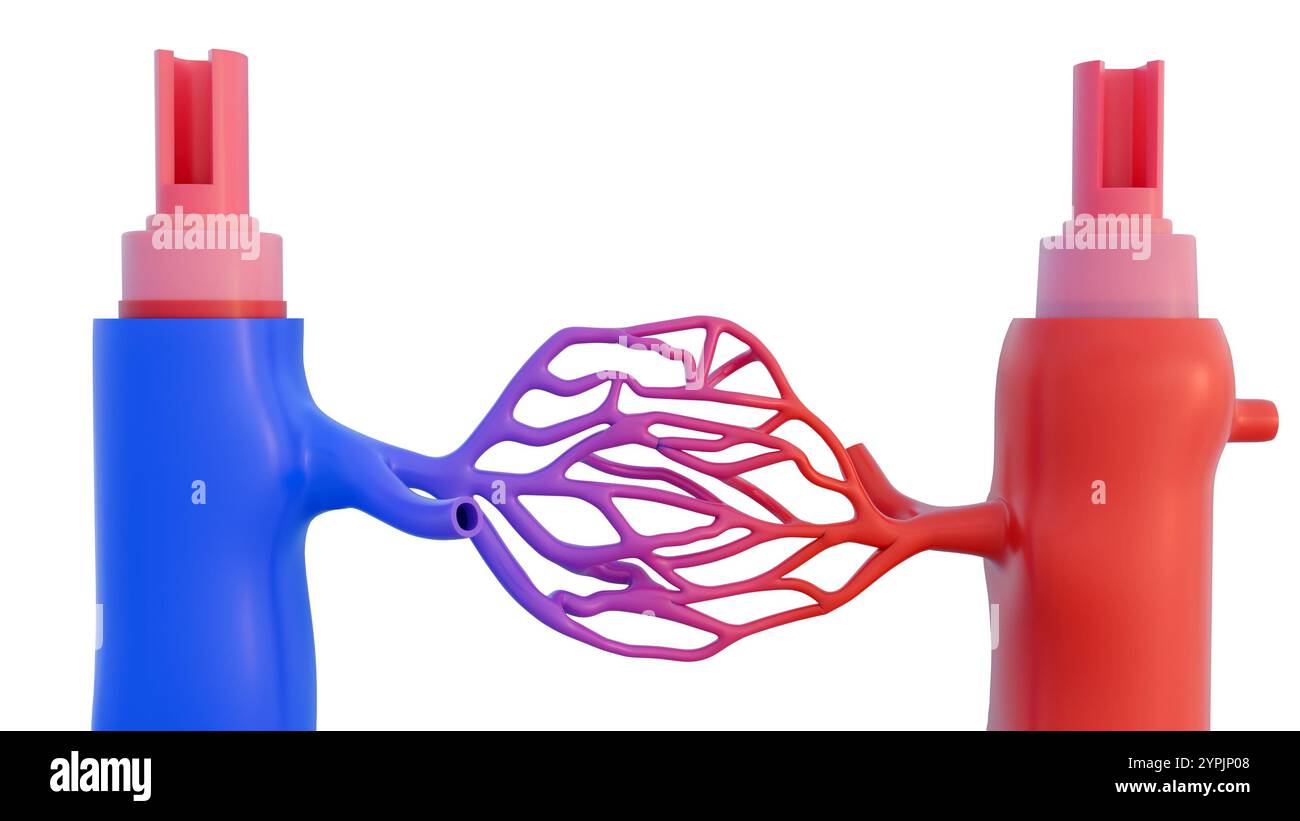 rendering 3d della rappresentazione semplificata del sistema circolatorio, incentrato sui componenti chiave delle arterie e delle vene. Foto Stock