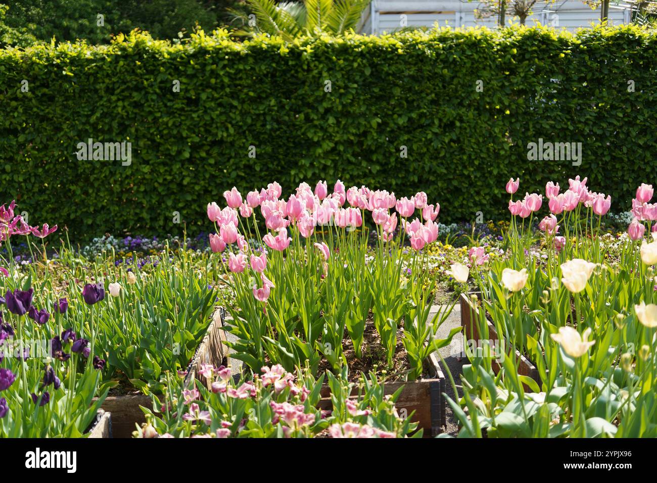 Bellissimo letto di tulipani colorati a maggio. Concetto di diversità colorata della natura Foto Stock
