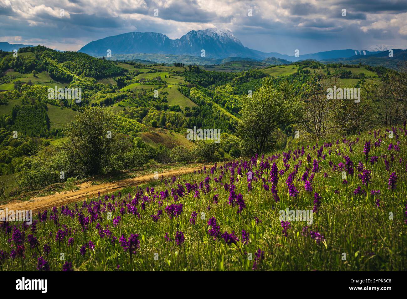 Splendido paesaggio rurale primaverile con spettacolari fiori viola sul pendio, montagne di Piatra Craiului sullo sfondo, Holbav, Romania, Europa Foto Stock