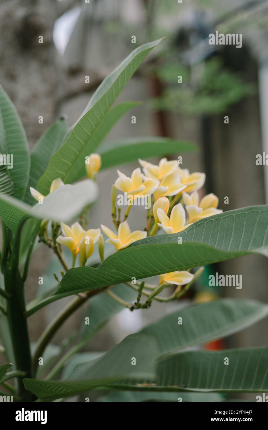 Plumeria, nota anche come frangipani, è un genere di piante da fiore della sottofamiglia Rauvolfioideae, della famiglia Apocynaceae. Foto Stock