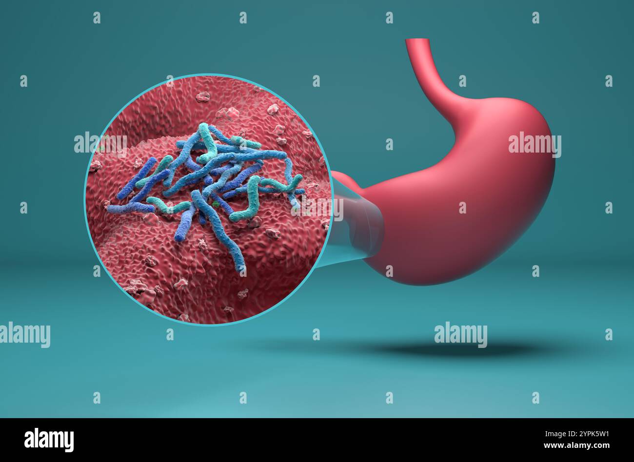 Batteri Helicobacter pylori - Vista isometrica illustrazione 3d. Foto Stock