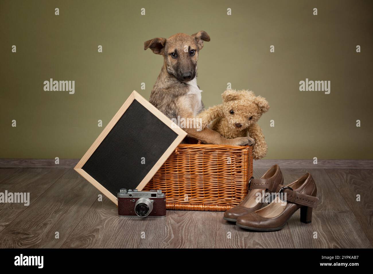 Cucciolo seduto in una scatola di vimini con oggetti vintage Foto Stock
