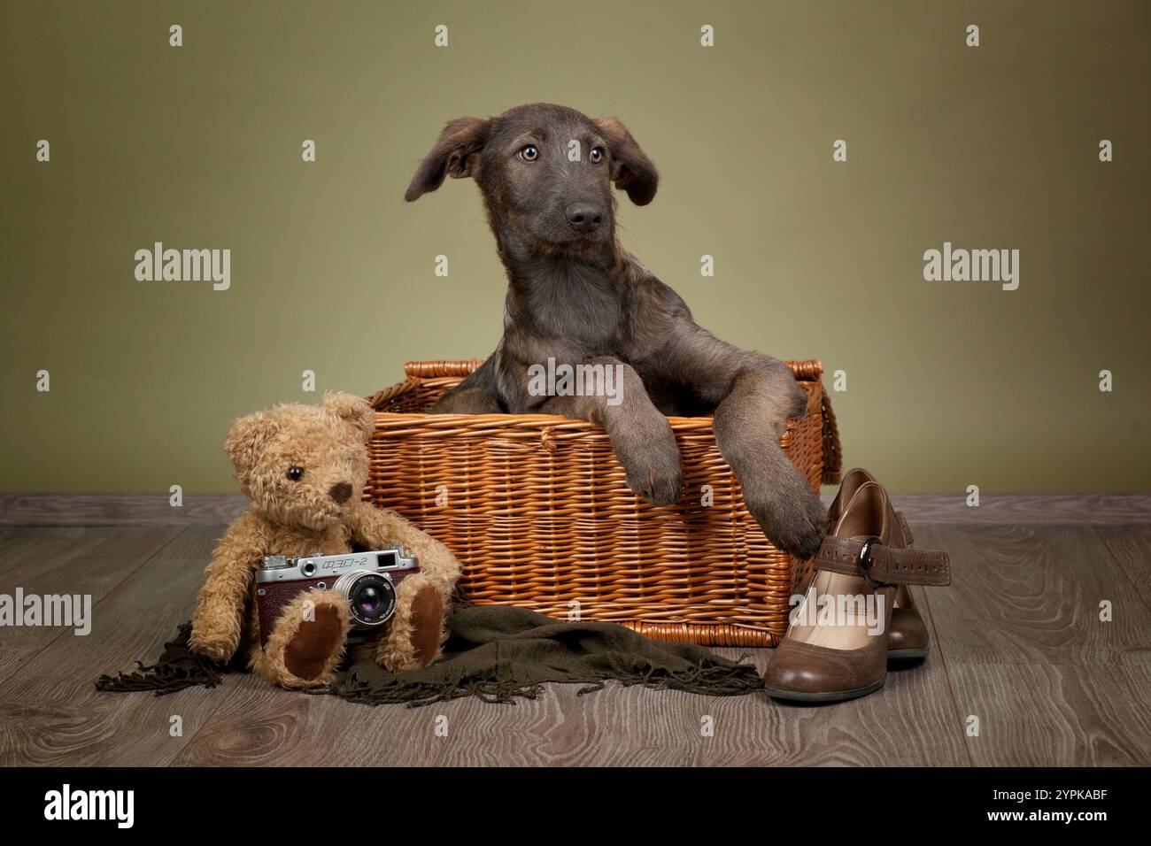 Cucciolo seduto in una scatola di vimini con oggetti vintage Foto Stock