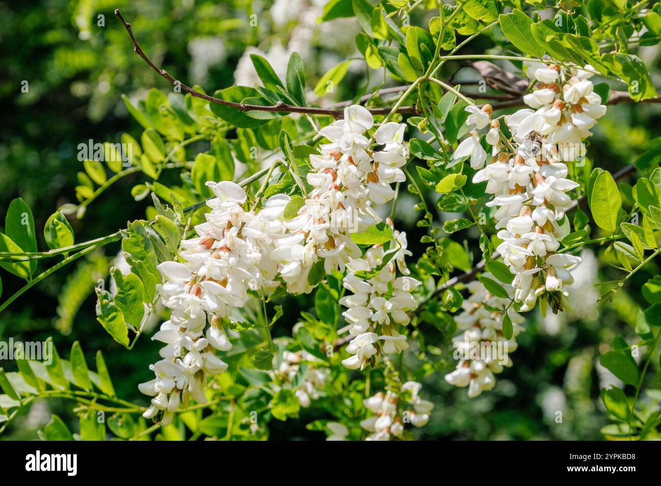 Fiori di acacia bianchi appesi in ammassi su un ramo d'albero con sfondo foglia verde. Scene floreali naturali per design e stampa Foto Stock