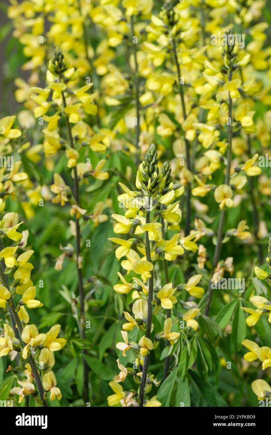 Thermopsis lupinoides, Thermopsis fabacea, punte di fiori di pisello giallo brillante Foto Stock