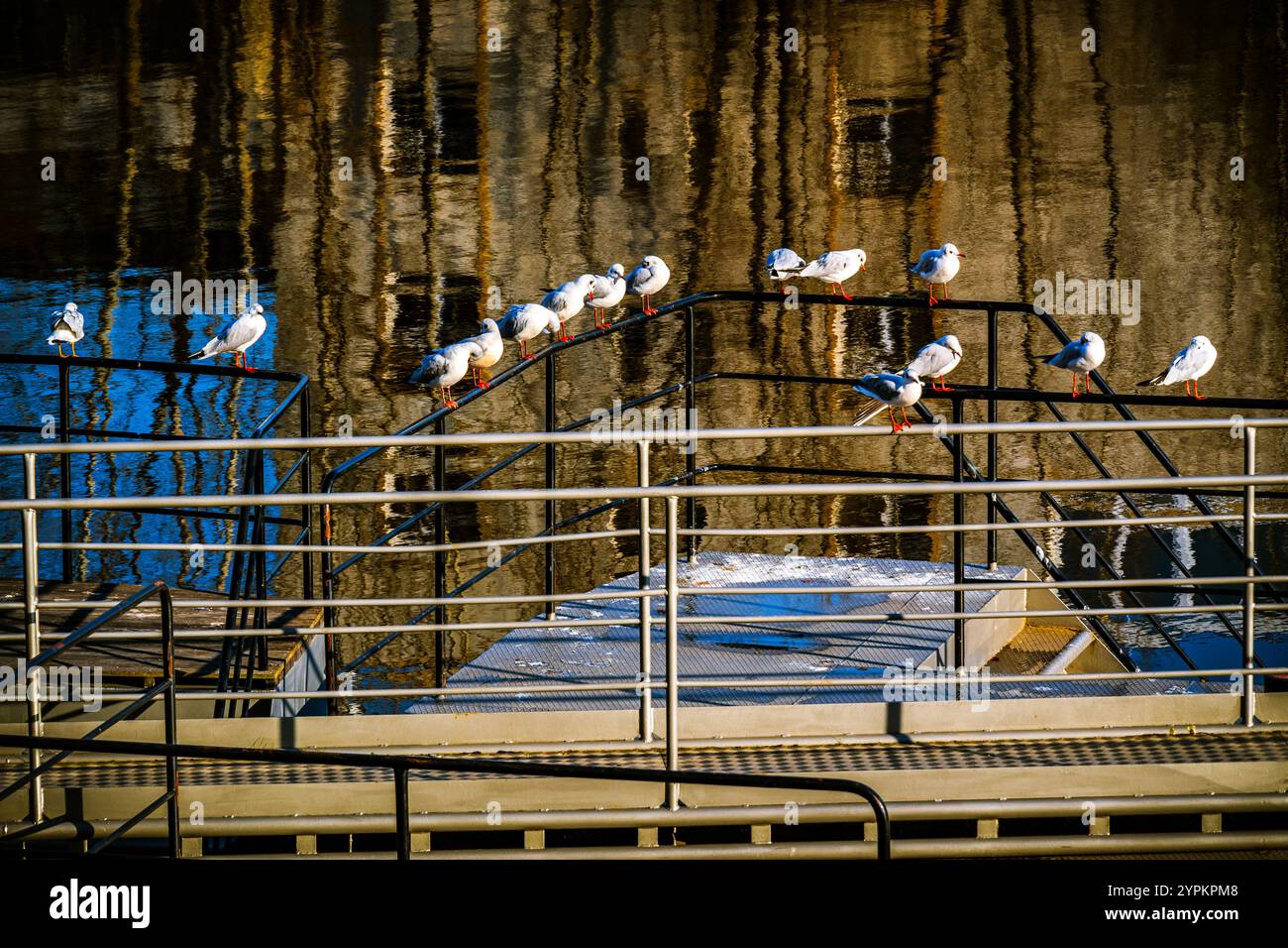 Gabbiani arroccati sulle ringhiere dall'acqua con riflessi delle strutture circostanti Foto Stock