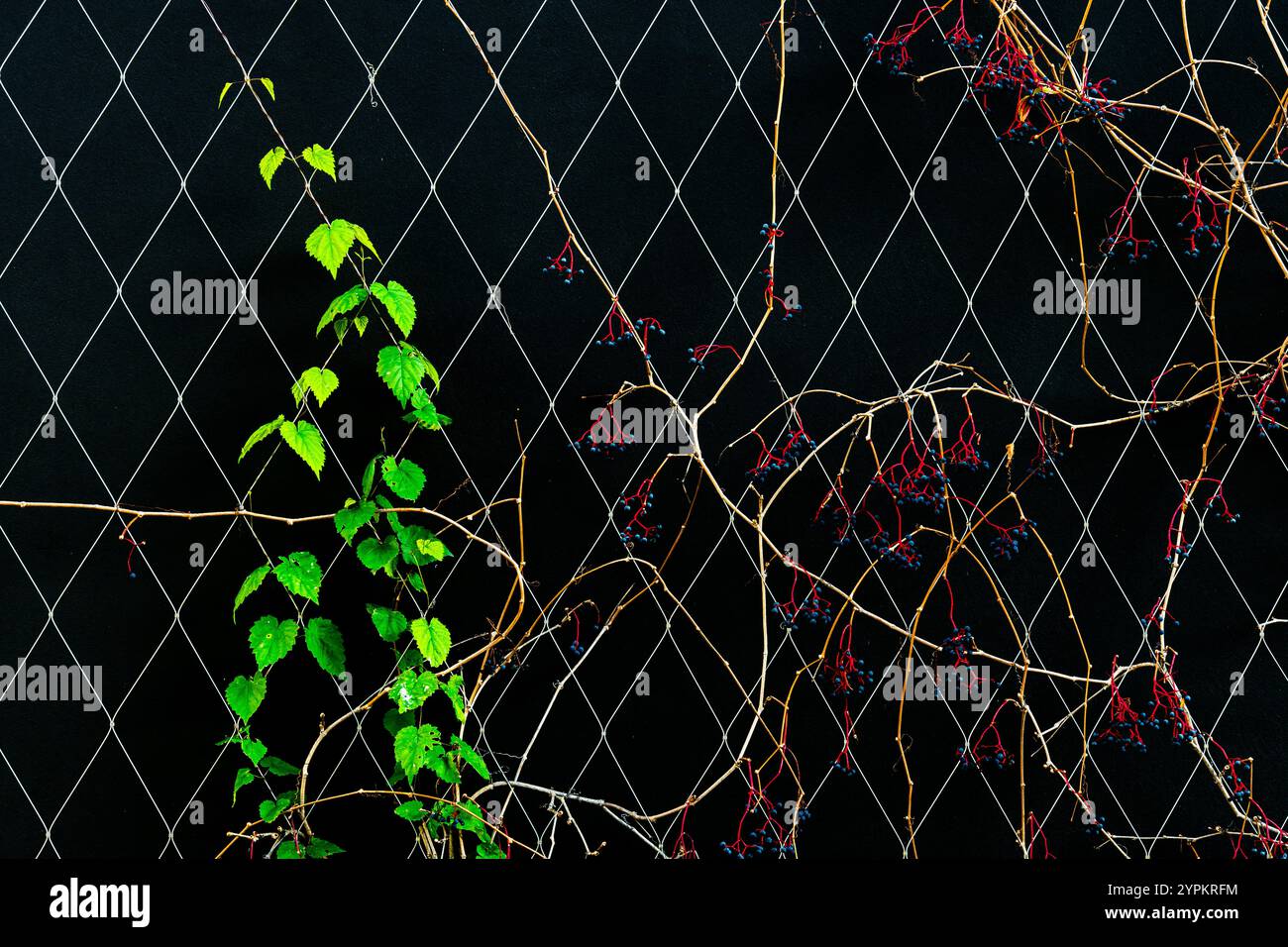 Vibrant Green e Red Vines che si arrampicano su una rete metallica Diamond Wire su sfondo nero Foto Stock