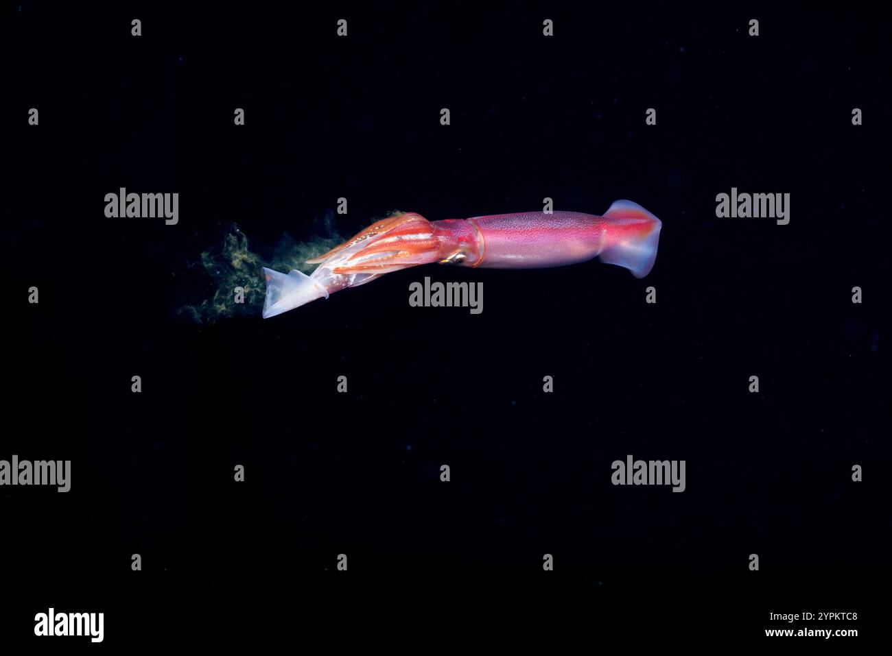 Questo calamaro volante o calamaro purpleback, Sthenoteuthis oualaniensis, ha catturato un altro della stessa specie e lo sta mangiando. Questa specie Foto Stock