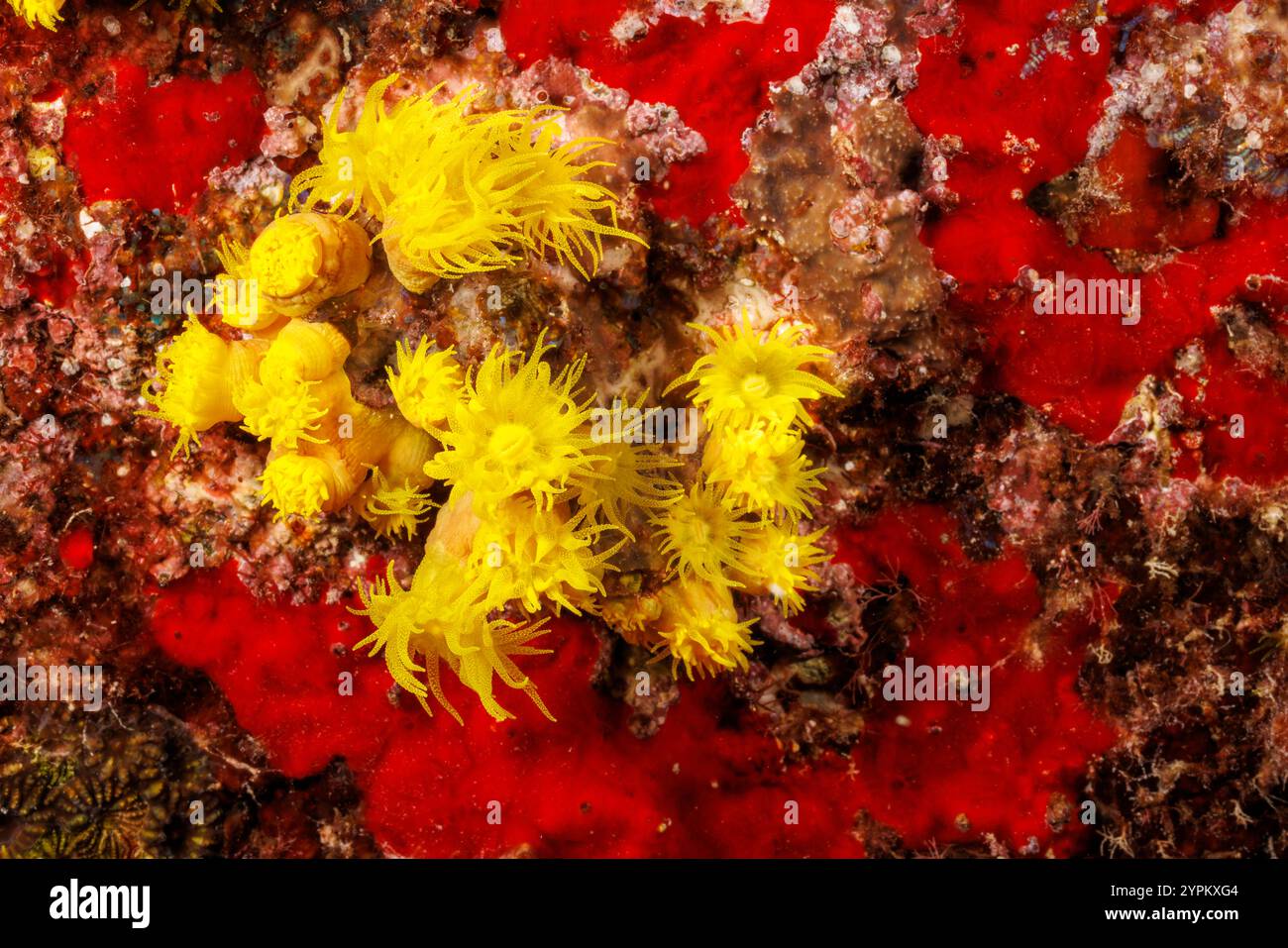 Yellow Cave Coral, Tubastrea faulkneri, è anche conosciuta come Sun Coral, Saipan, Micronesia, Isole Marianne, Mare delle Filippine. Foto Stock