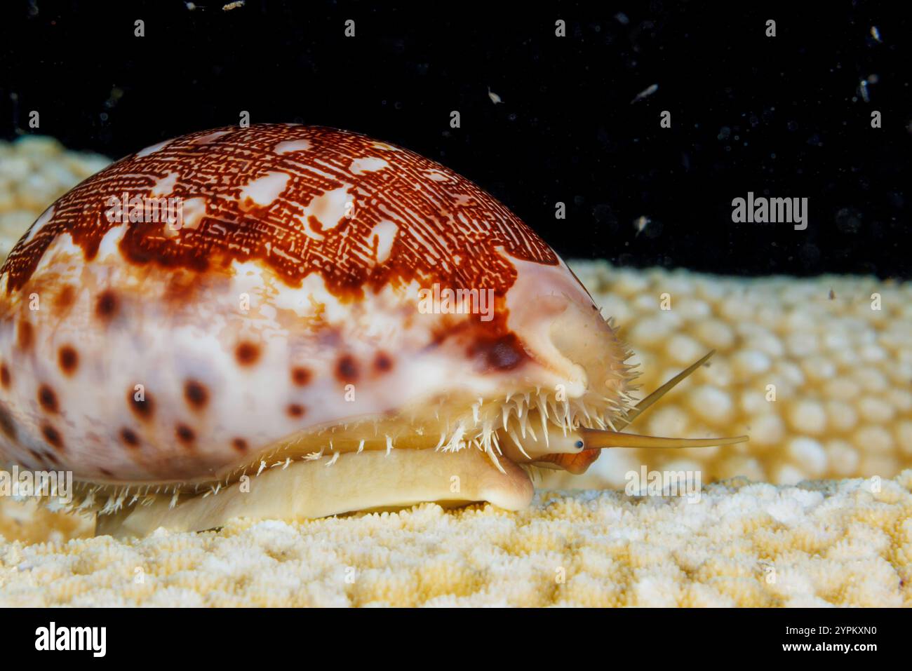 MAP Cowry, Leporicypraea mappa, era precedentemente nota come Cypraea mappa. Questa specie è considerata economicamente importante nel Pacifico Indo-occidentale, Foto Stock