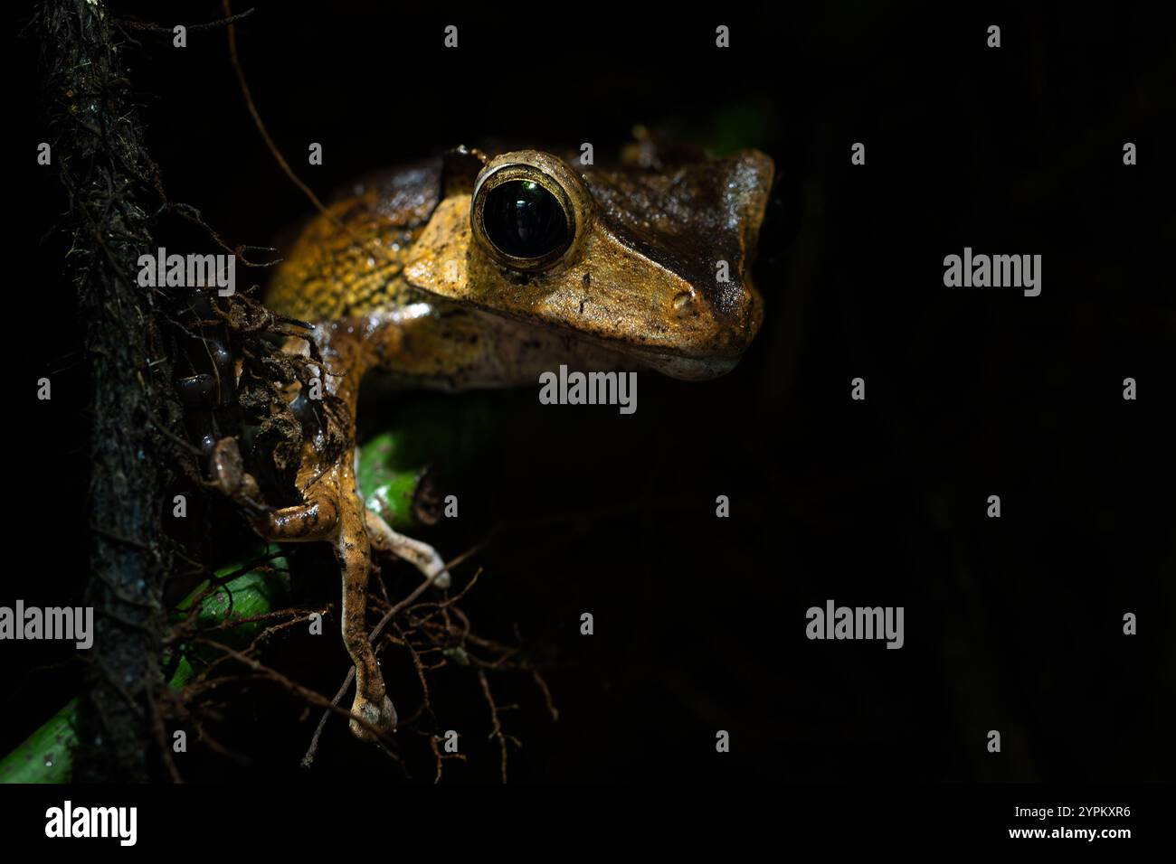 Rana-albero con orecchie a lima - Polipedate otilofo, bella rana albero unica proveniente dalle foreste tropicali di pianura del sud-est asiatico, Borneo, Malesia. Foto Stock
