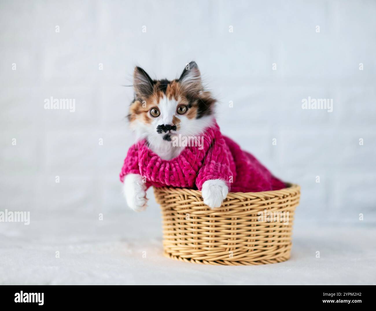 il simpatico gattino in maglione rosa si trova nel cestino in vimini su sfondo bianco Foto Stock