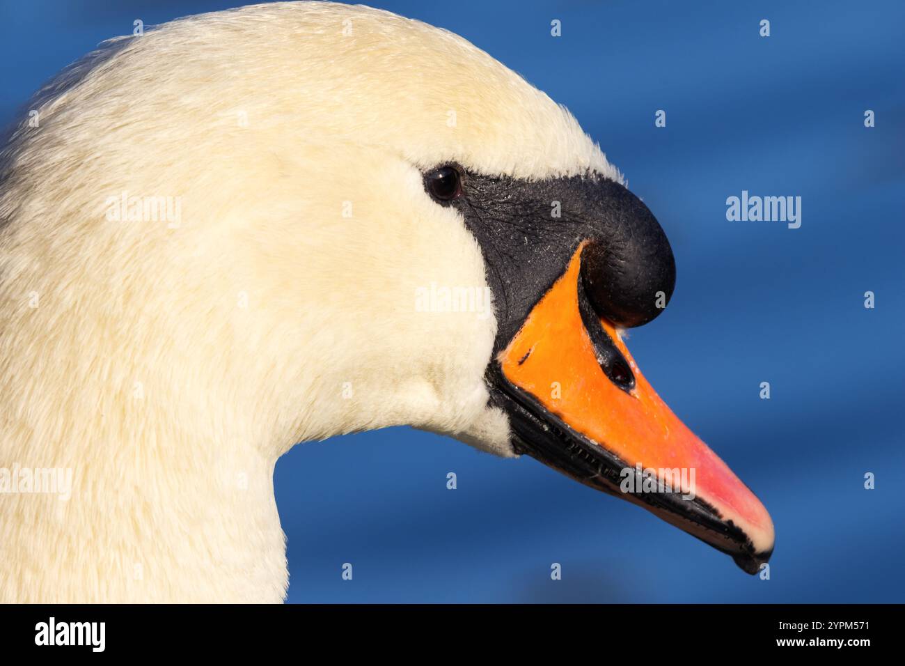Il cigno muto è un grande e potente uccello e uno dei più grandi uccelli volanti del Regno Unito. Sono uccelli potenti ma graziosi che sono uno spettacolo comune Foto Stock