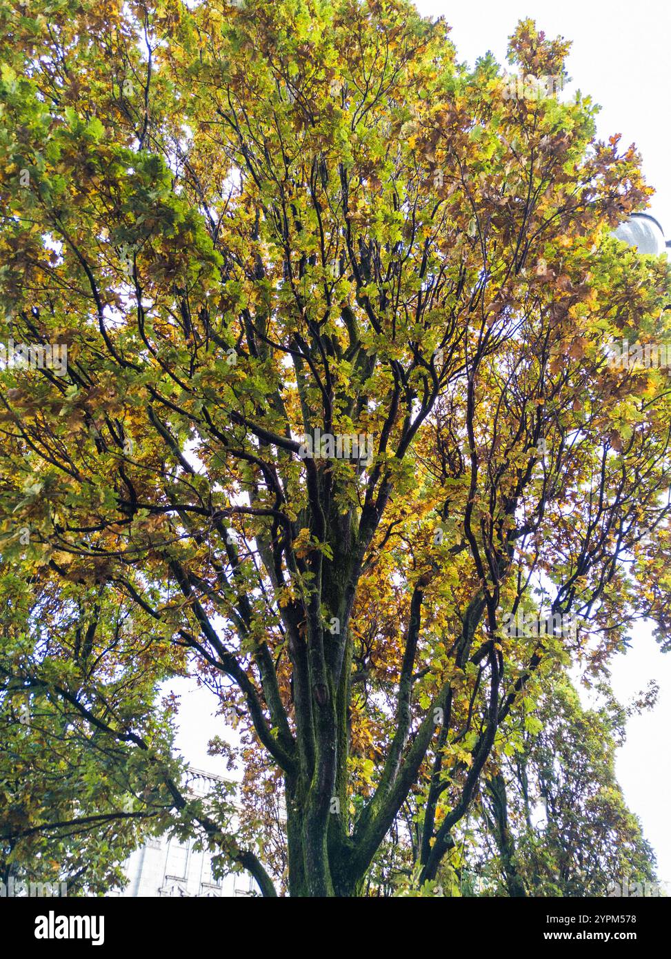 Fogliame dorato e verde di un albero alto in un ambiente autunnale Foto Stock