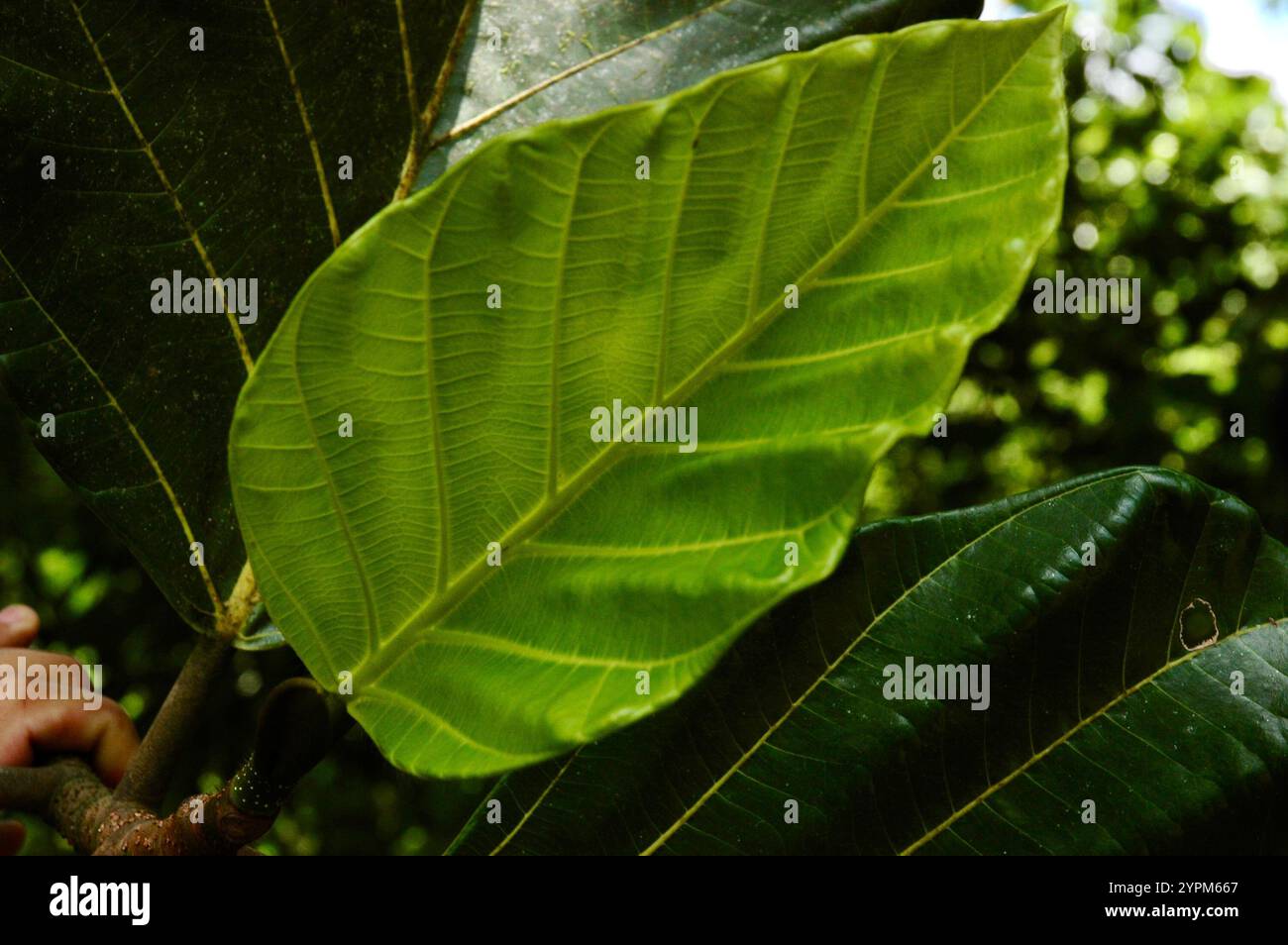 Primo piano piante tropicali verdi breadfruit delle Highland (Ficus dammaropsis) con un fogliame naturalmente grande di solito utilizzato per la pianta domestica Foto Stock