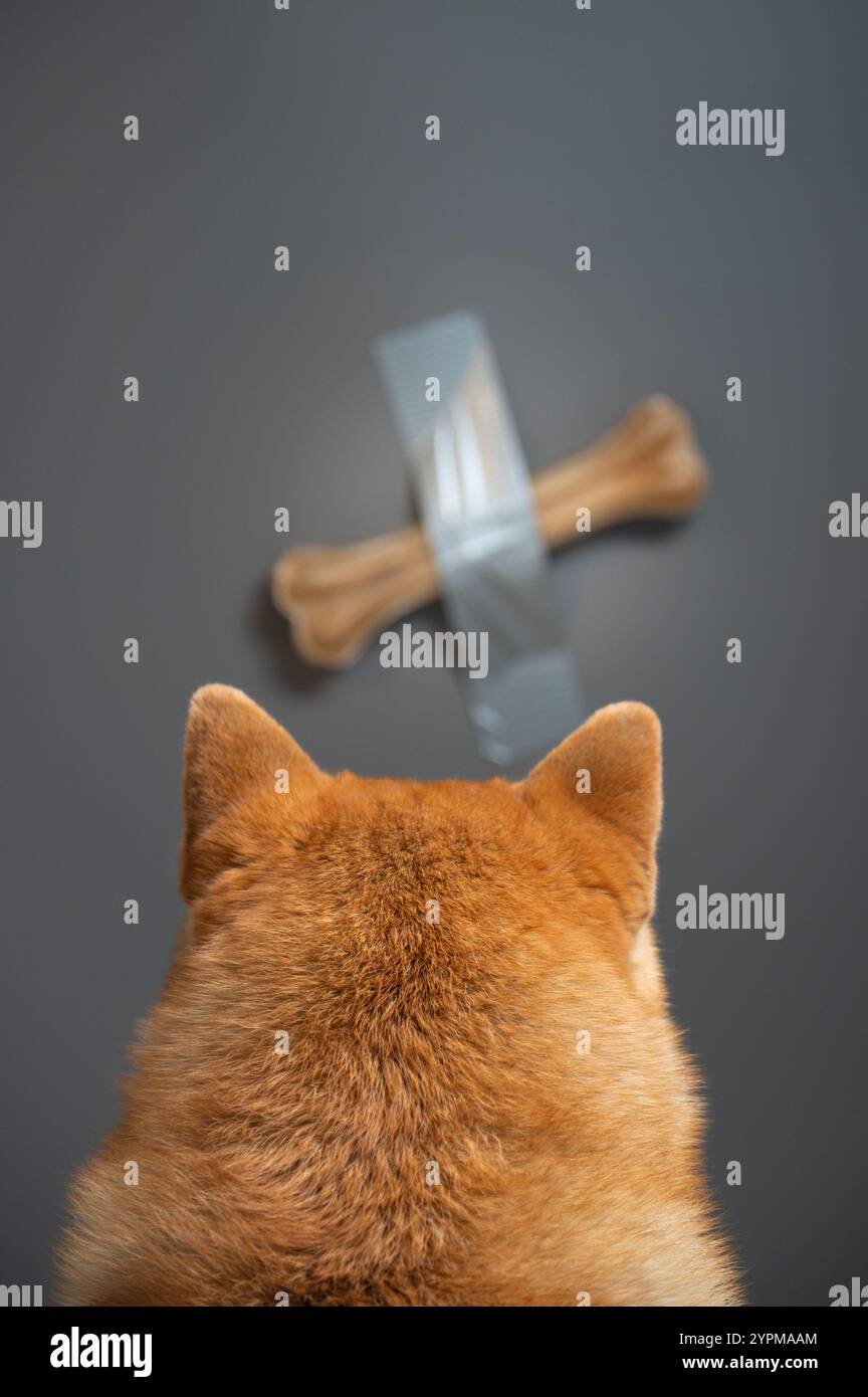 Il cane Shiba inu è seduto di fronte a una parete grigia con un osso. Parodia dell'arte moderna. Foto Stock