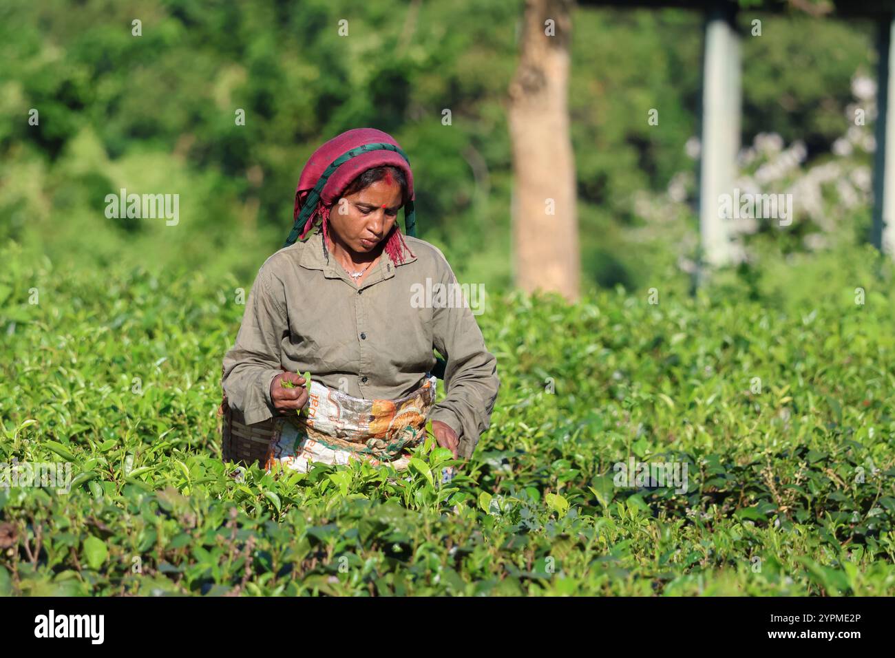 Una selezionatrice di tè che raccoglie foglie di tè in Assam India. Questa è una vera e propria scelta di tè che lavora nei giardini del tè. Foto Stock