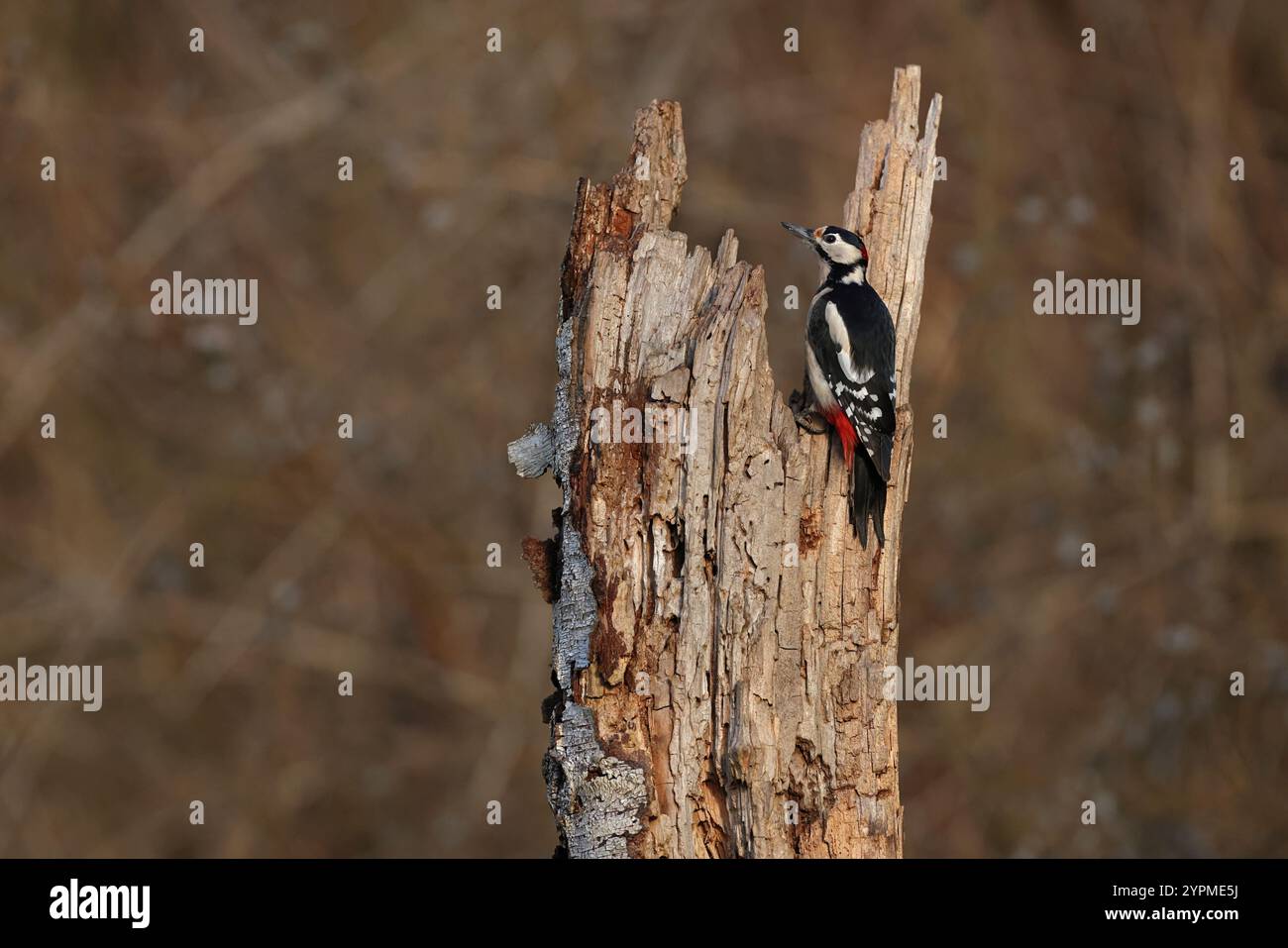 Maschio adulto picchio maculato (Dendrocopus Major) appollaiato su un tronco Foto Stock