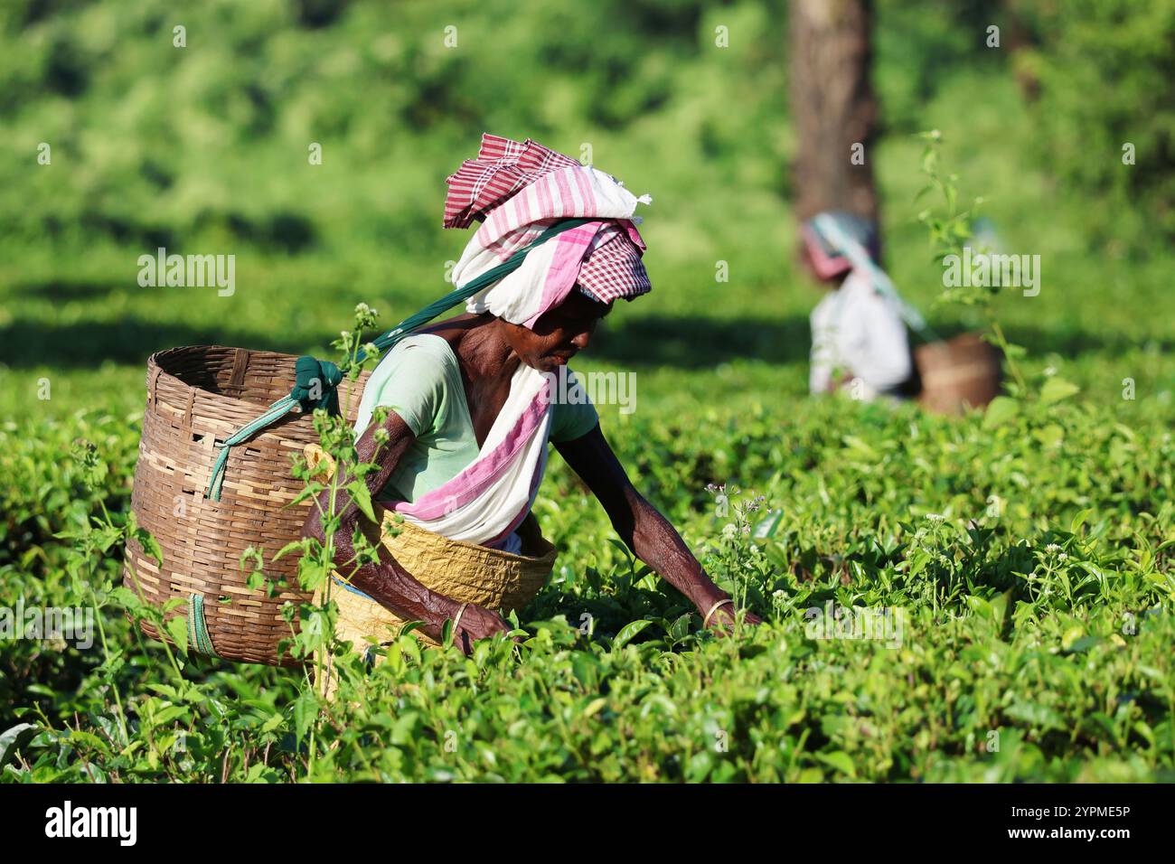 Una selezionatrice di tè che raccoglie foglie di tè in Assam India. Questa è una vera e propria scelta di tè che lavora nei giardini del tè. Foto Stock