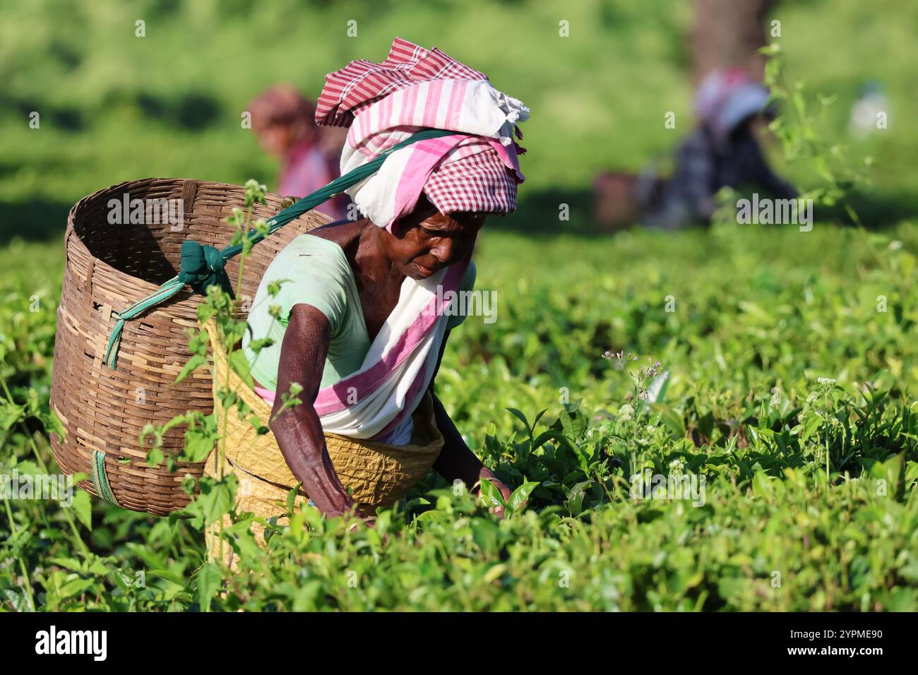 Una selezionatrice di tè che raccoglie foglie di tè in Assam India. Questa è una vera e propria scelta di tè che lavora nei giardini del tè. Foto Stock