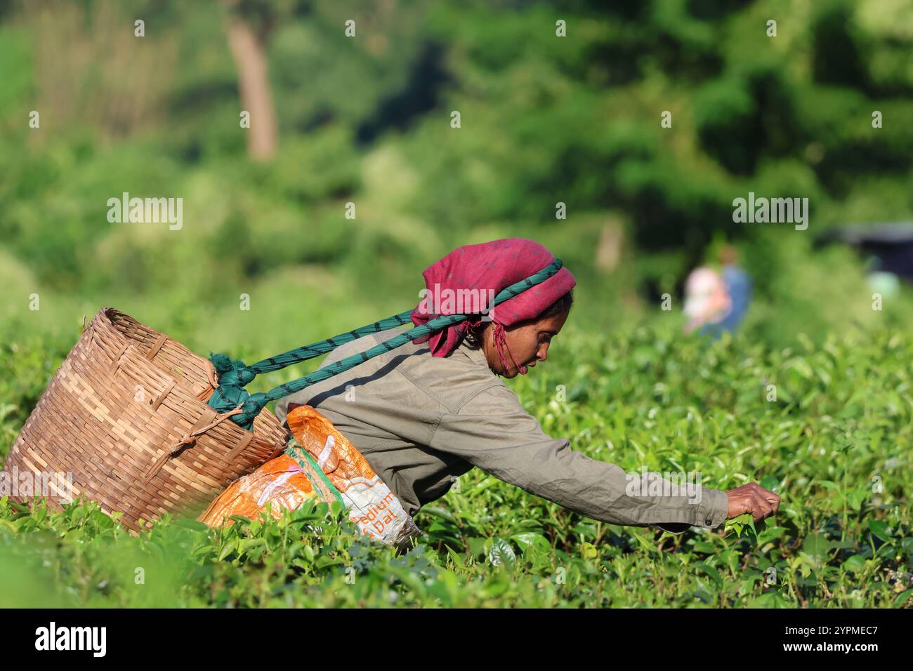 Una selezionatrice di tè che raccoglie foglie di tè in Assam India. Questa è una vera e propria scelta di tè che lavora nei giardini del tè. Foto Stock