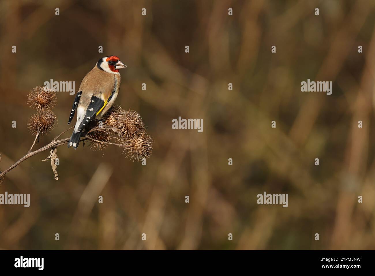 Goldfinch europeo per adulti (Carduelis carduelis ssp. cardueli) appollaiati su un cocklebur Foto Stock