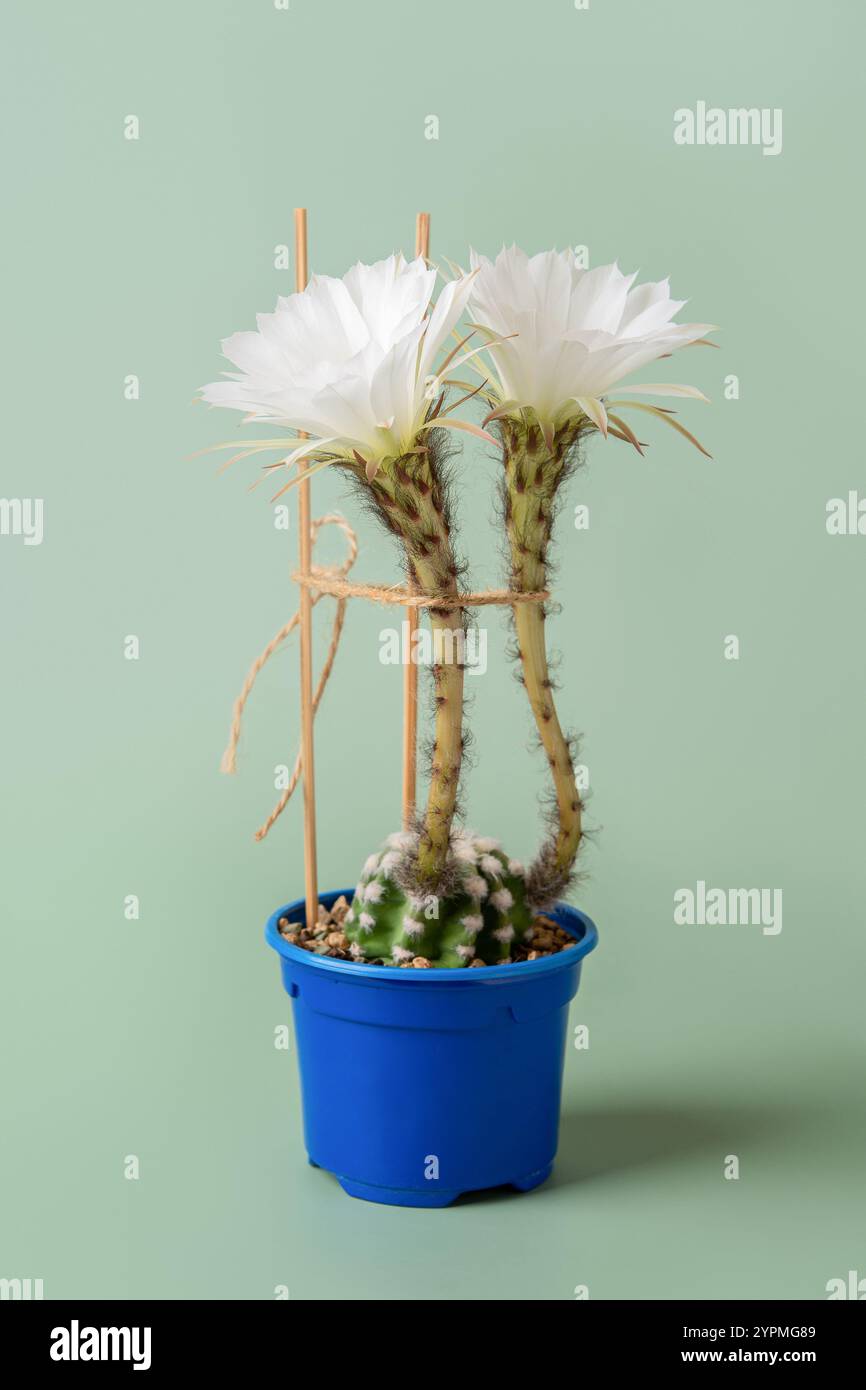 Piccolo cactus di giglio pasquale con due grandi fiori. Echinopsis subdenudata in fiore su sfondo verde. Cactus domino in vaso. Bella fioritura. Foto Stock