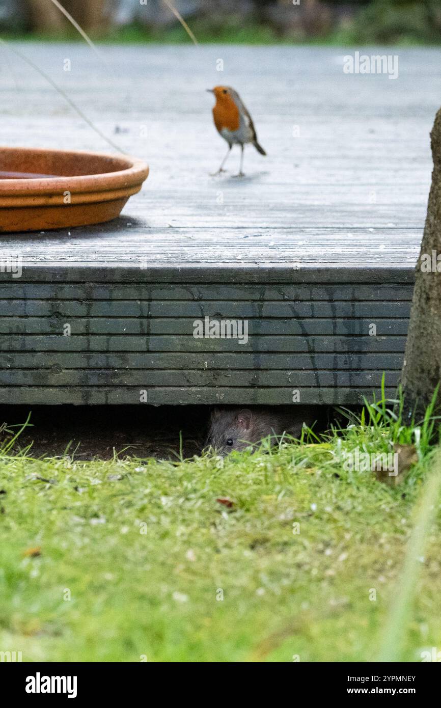 Ratto bruno che usa il ponte da giardino come riparo mentre scava avanti e indietro mangiando cibo per uccelli che viene versato dall'alimentazione degli uccelli negli alberi - Regno Unito Foto Stock