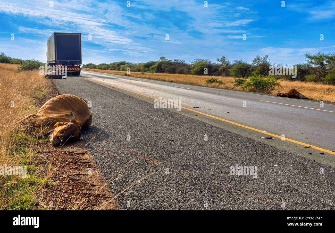 mucca morta sulla strada, incidente di camion che colpisce animali sulla strada libera Foto Stock