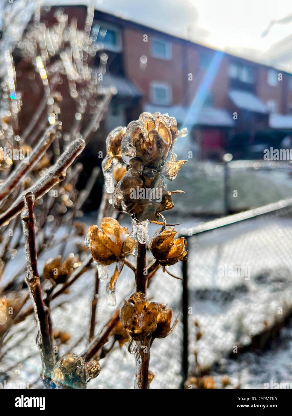 Fiore congelato dopo una tempesta di ghiaccio Foto Stock