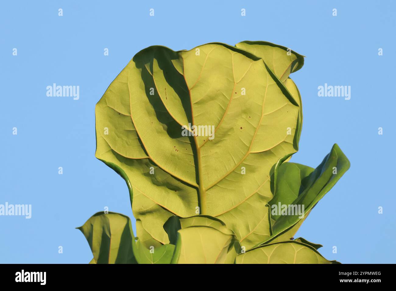 Fico a foglia di fiddle o Ficus Lyrata. Foglie verdi di cespuglio di casa pianta Foto Stock