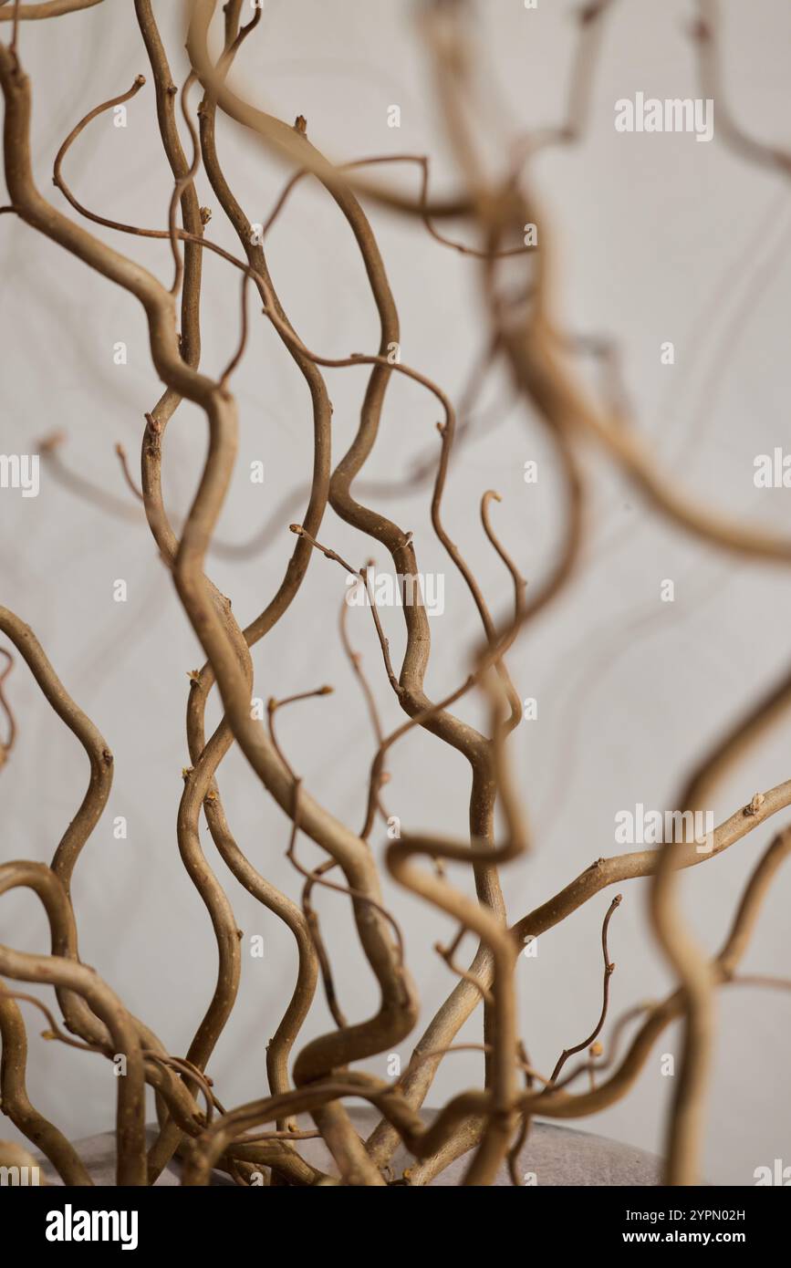 Scopri gli eleganti contorni naturali ramificati ricci che ispirano un arredamento straordinario Foto Stock