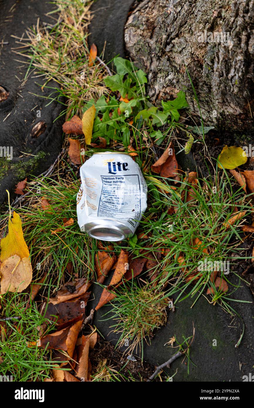 Primo piano di una lattina di birra scartata tra le foglie. Foto Stock