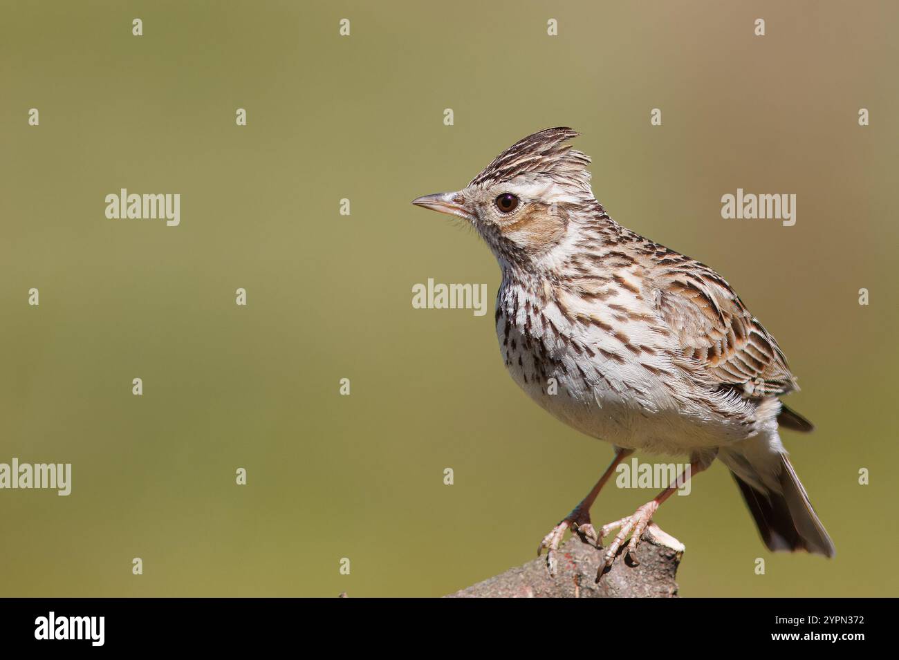 Larice d'albero con il nome scientifico di (Lullula arborea). Questa larice spesso si trova sugli alberi, a differenza di altre specie di larici, che usano il terreno Foto Stock