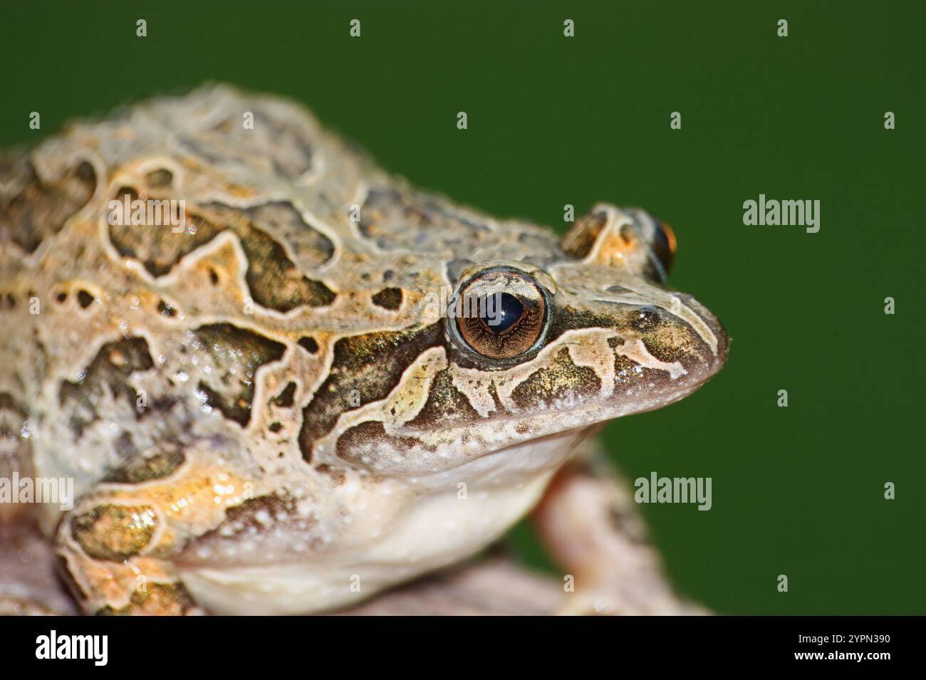 Rana snodata appuntita con il nome scientifico di (Discoglossus galganoi). È una specie di rana della famiglia Discoglossidae. Una rana sopra una W Foto Stock