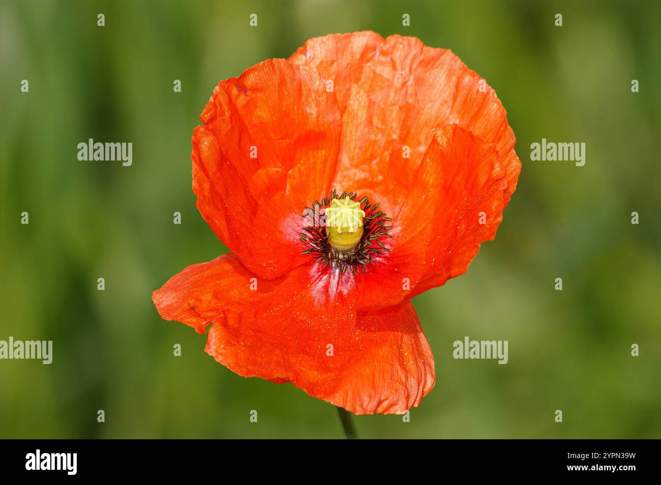 Tulipano rosso selvatico. Fiore rosso con centro giallo, con polline intorno. Foto Stock