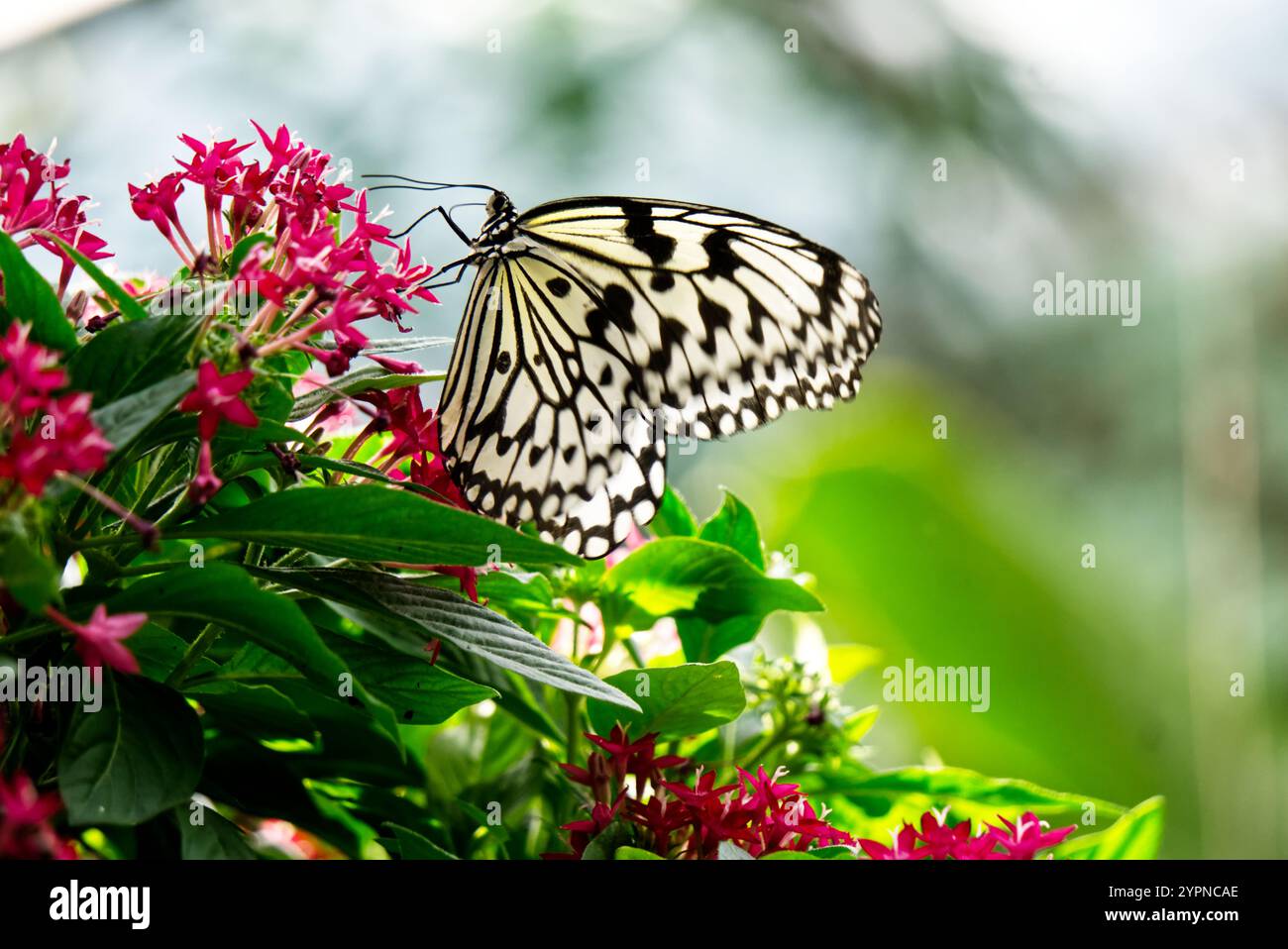 farfalla di carta di riso su un fiore Foto Stock
