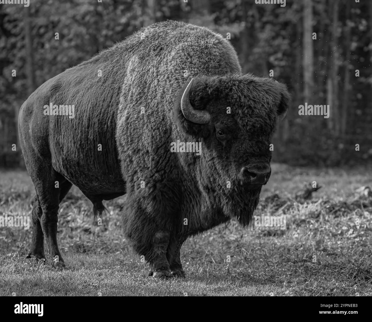 Il bisonte di legno, il toro americano di bisonte. Bisonte americano o bufalo. Grande uomo di bisonte nella vita selvaggia. Concetto di fauna selvatica. Nessuno. Foto in bianco e nero Foto Stock Il bisonte di legno, il toro americano di bisonte. Bisonte americano o bufalo. Grande uomo di bisonte nella vita selvaggia. Concetto di fauna selvatica. Nessuno. Foto in bianco e nero Foto Stock