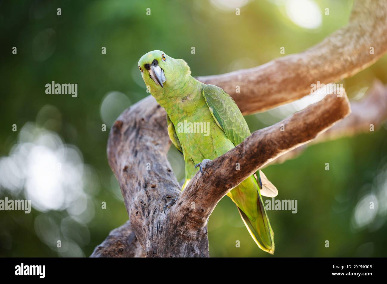 Il pappagallo verde vivace si erge su un robusto ramo in legno e gode di una calda luce solare in un ambiente lussureggiante. Foto Stock