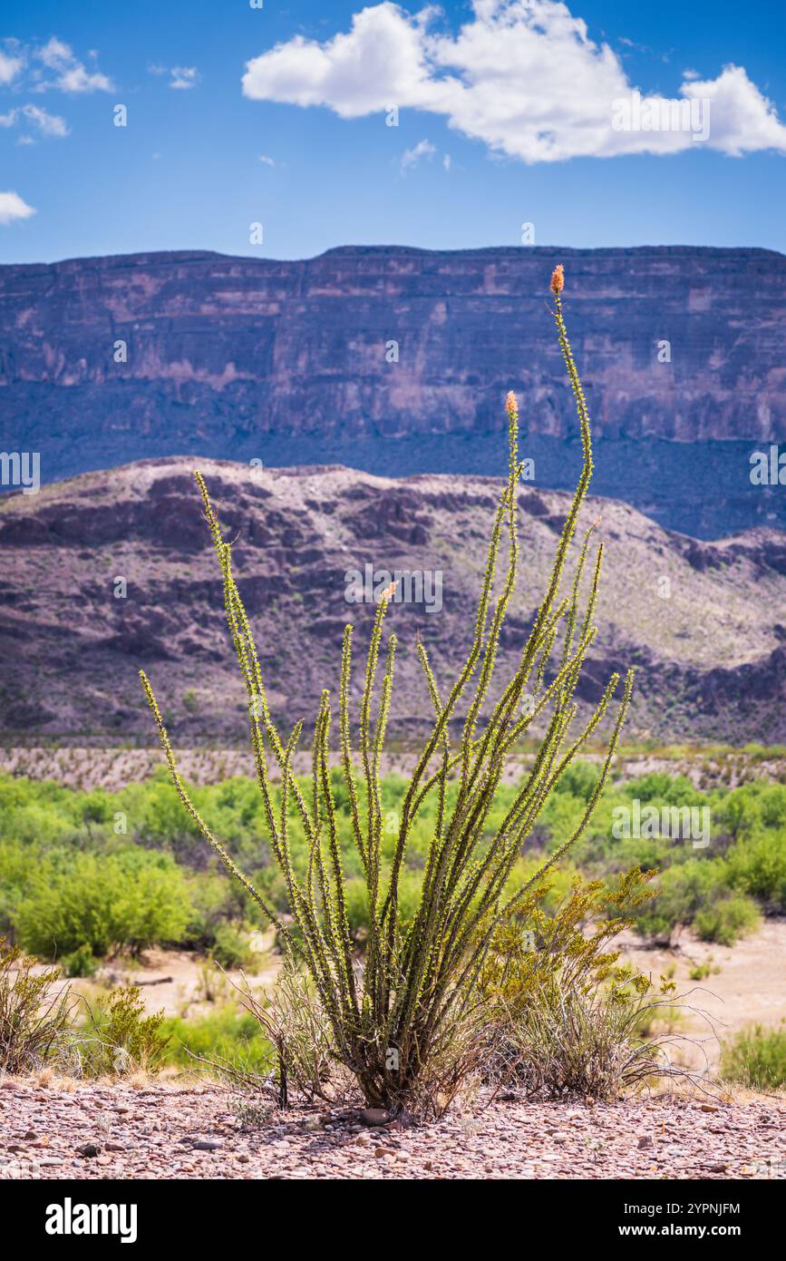 Vista verticale della fioritura della pianta di Ocotillo nel Big Bend National Park. Foto Stock
