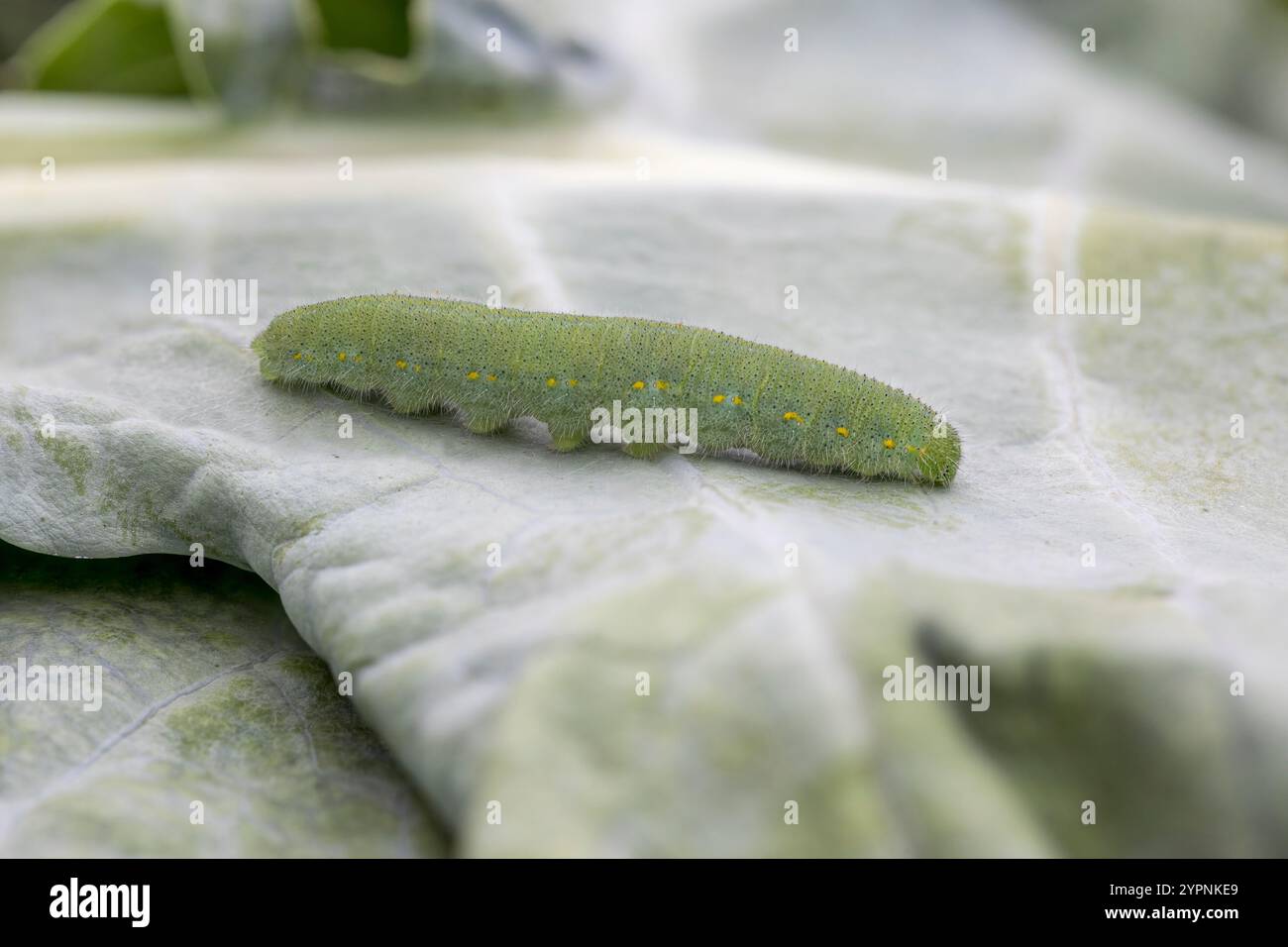 Caterpillar a farfalla bianca piccola; Pieris Rape; Regno Unito Foto Stock